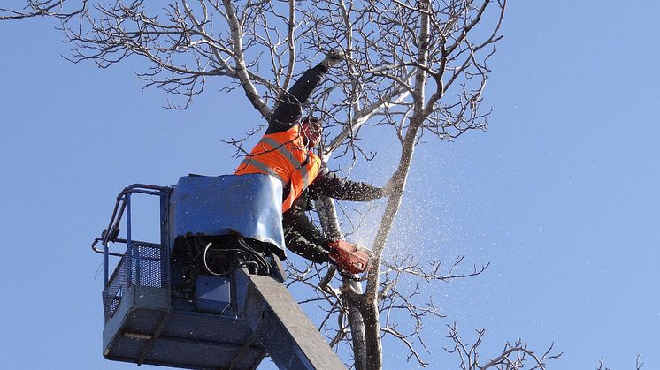 Trefelling