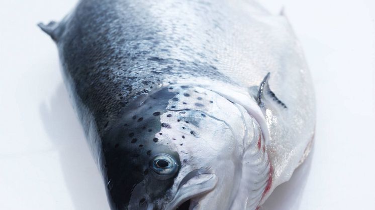 Norsk lax fri från antibiotika