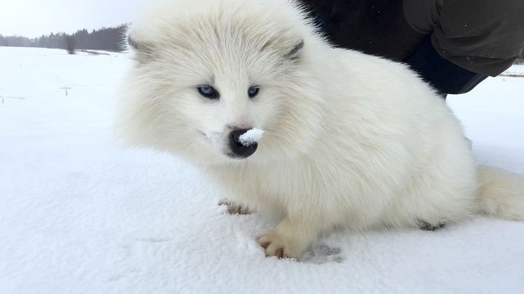 Vit mårdhund