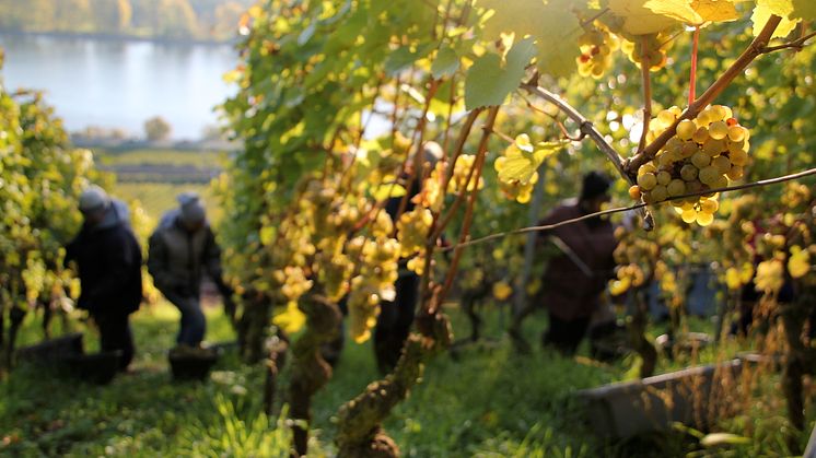 GUNDERLOCH ROTHENBERG RIESLING GROSSES GEWÄCHS LANSERAS PÅ SYSTEMBOLAGET 4 DECEMBER!