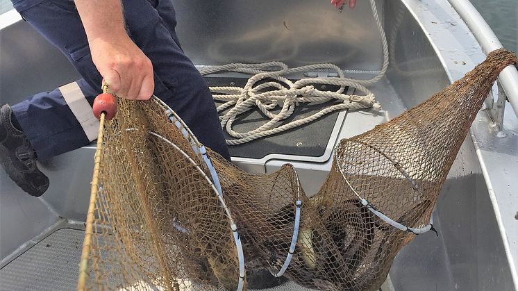 Olagligt ålfiske fortsätter – stor ökning av HaV:s beslag av ryssjor