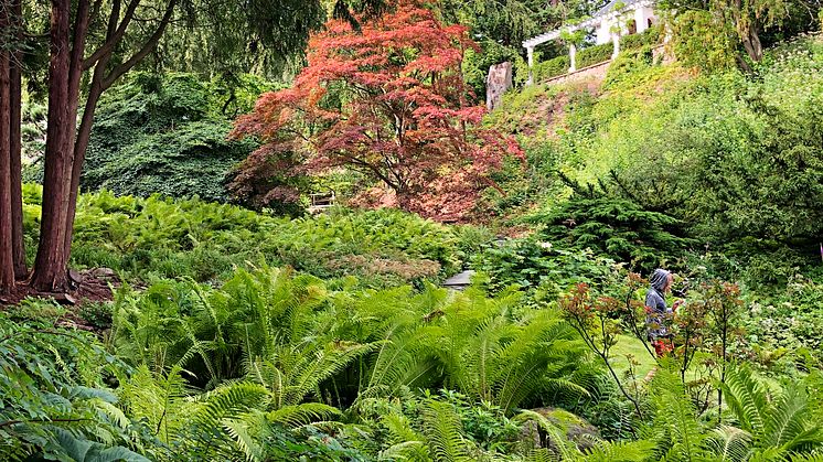 Den japanska trädgården, Norrvikens trädgårdar (ur inlaga)