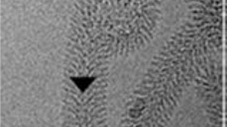 Cryo-EM-mikrografi av MakA-filament som kommer från eller slutar i en membranös vesikel.jpg