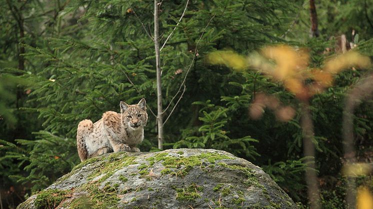 Lodjursjakten är avslutad i Sjuhärad. Tre djur är fällda. Foto: Martin Fransson