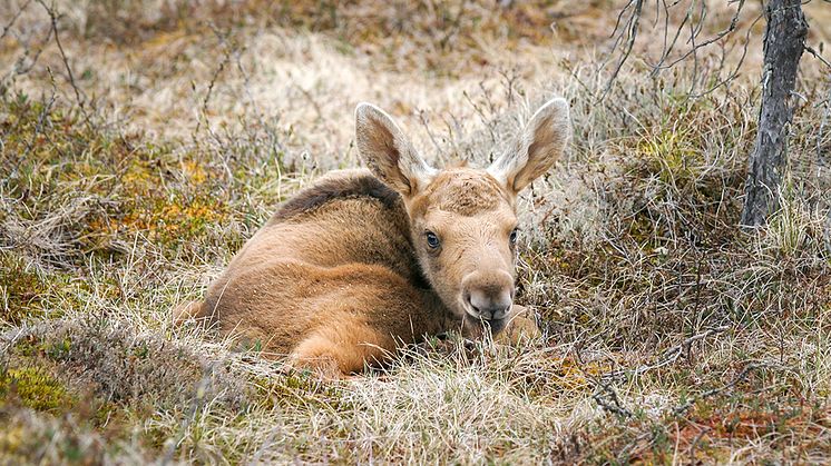 Älgkalv. Foto: Eric Andersson