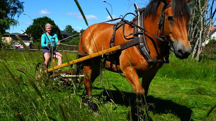 Lie och häst sköter miljövänligt ängsslåtter  