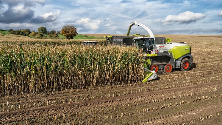 Danmarkspremiere i majsmarken med CLAAS JAGUAR