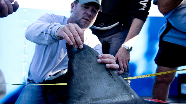 Shark Wranglers