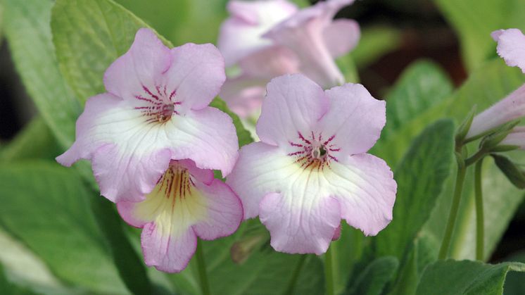 Streptocarpus Madeleinne