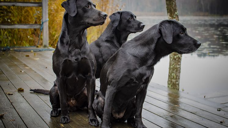 Labrador retriever är den vanligaste hundrasen i svenska hem. Foto: Pixabay
