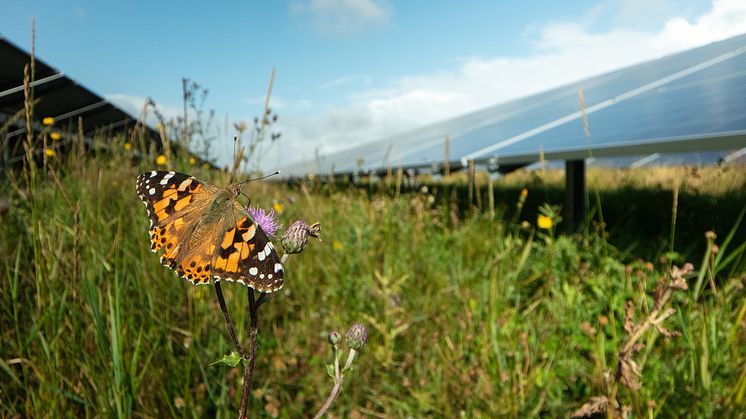 Ny solcellepark skal højde både biodiversitet og åbne landskabet for lokalområdet. Arkivfoto: Better Energy