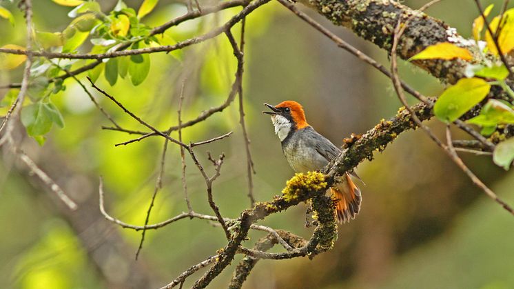 Hane av rosthättad näktergal Larvivora ruficeps Jiuzhaigou, Sichuanprovinsen, Kina, maj 2013. Foto: Pete Morris