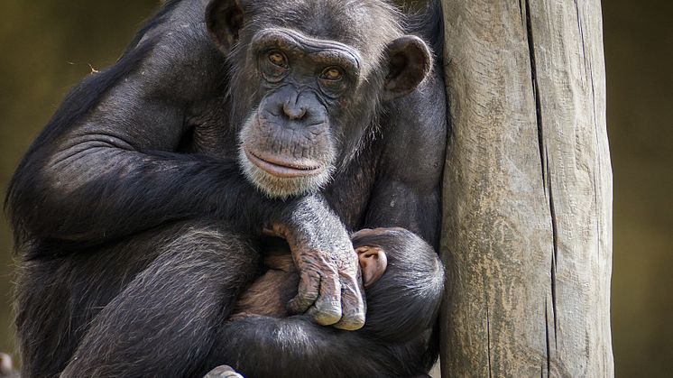 chimpanzee-g28386467b_1920