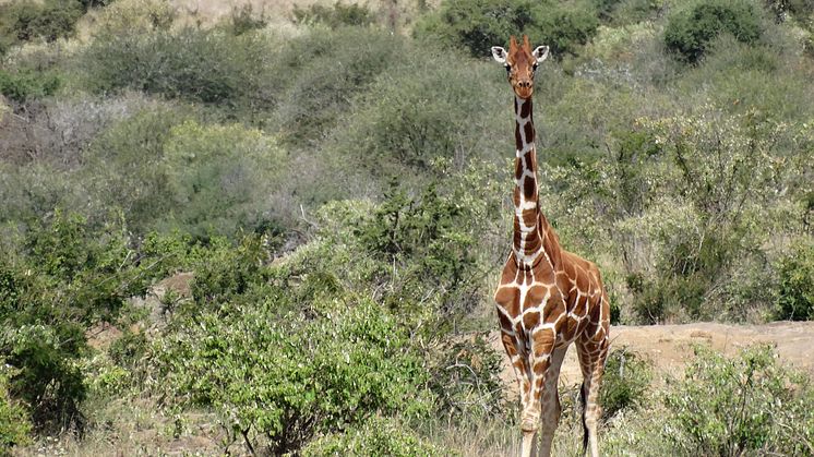 Giraffe 3