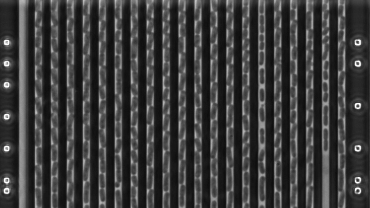 Klebsiella pneumoniae growing in the microfluidic chip imaged in phase contrast. The bacteria are 0.003mm long and divide every 30 min.