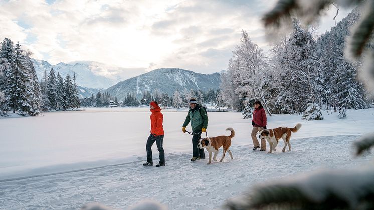 Champex-Lac-St-Bernard-dogs