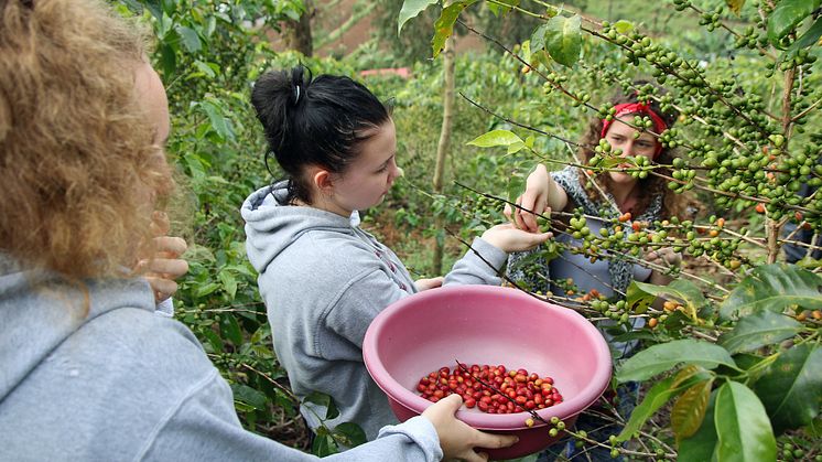Ein Kaffee, der Schule macht. Schülerinnen bei der Kaffeeernte auf der Plantage Gitesi