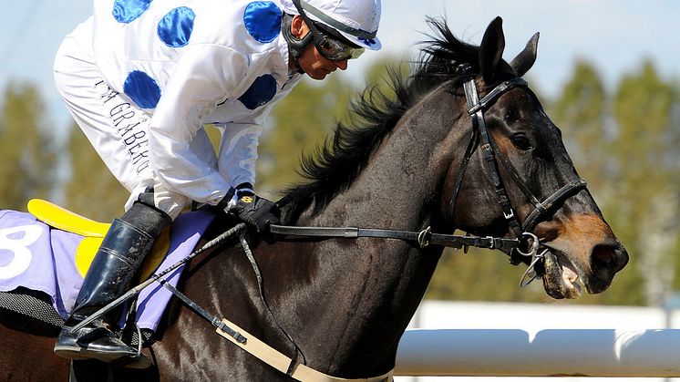 Nationaldagsgaloppen bjuder in Skandinaviens jockeyelit