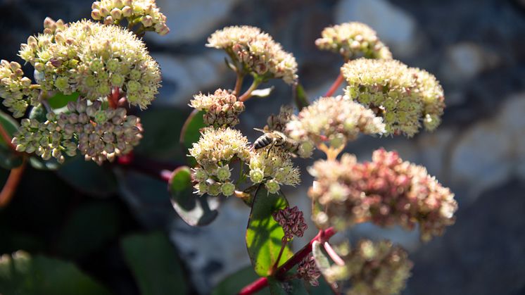 Bier i den lille blomsterenga ved Moren