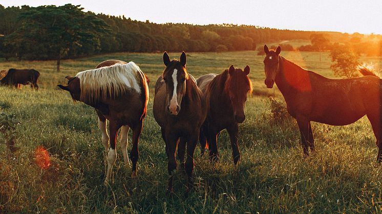 Filmpremiär! Sydöstra Skåne - platsen där hästar och människor trivs