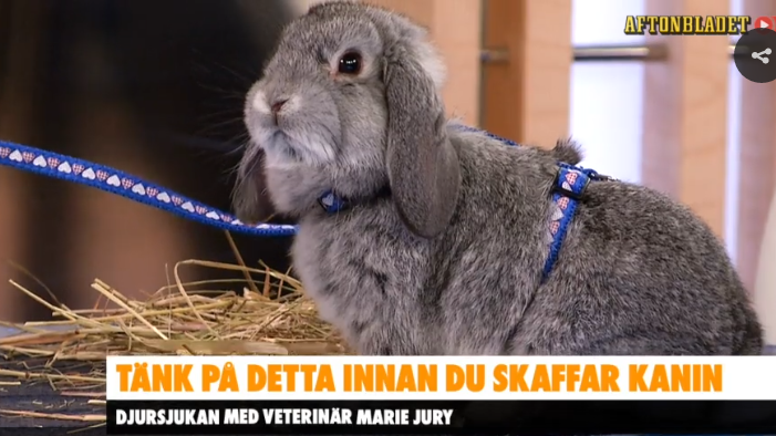 Bild från Aftonbladet Webb tv 