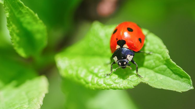 Nyckelpiga_shutterstock_2461728801.jpg