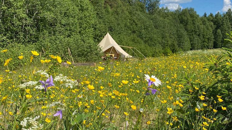 Glamping i dalarna 2