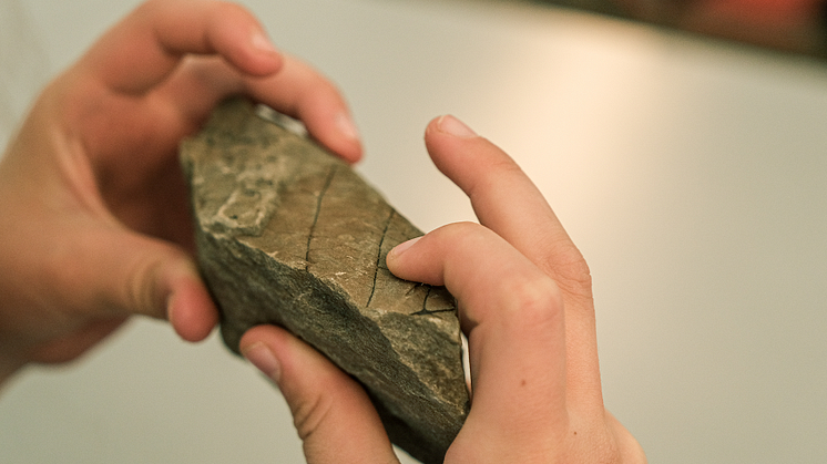 Aspiring geologist? A 5-year-old at Longyearbyen primary school checks out the 50 million year old fossils in a rock. Photo: Maria Philippa Rossi/UNIS.