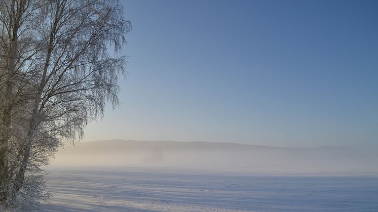SD vill satsa på kulturarvet istället för på Ibn Rushd och arabisk filmfestival