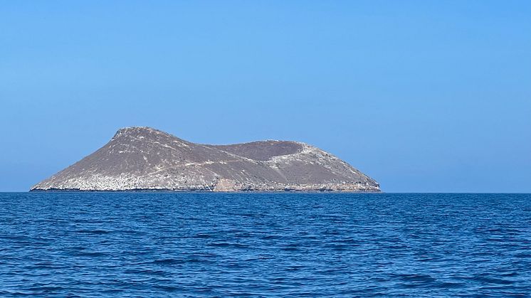 DaphneMajor