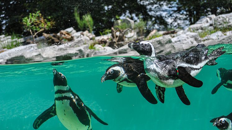 Vom 10. bis 24. Juli 2020 laden PLAYMOBIL und der Zoo Salzburg zur großen Zoo-Rallye ein!