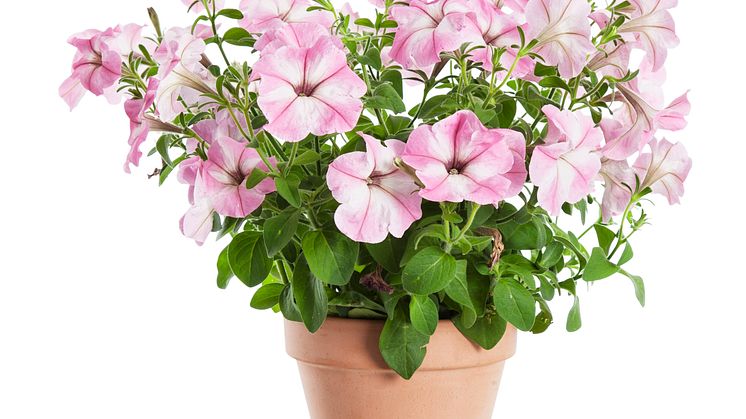Petunia