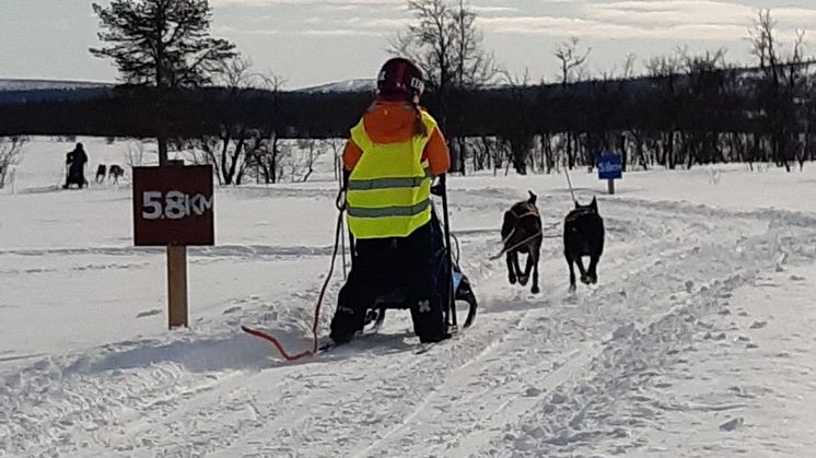 Kiruna slädhundklubb arrangerar tävling
