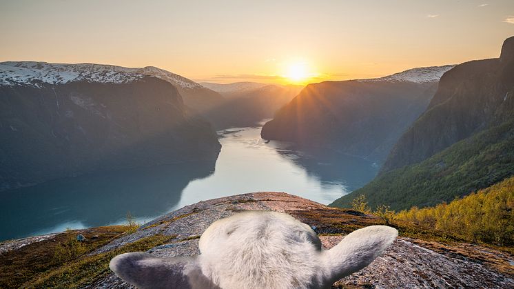 Frida the sheep in the fjords