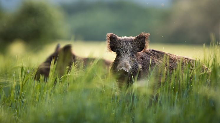 Att veta hur mycket vilt som fälls genom jakt varje år är en viktig del av viltövervakning. Foto: JMrocek/iStock