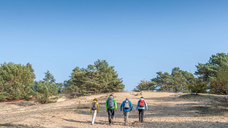 Wanderer auf der Binnendüne Storkow, die am 66-Seenwanderweg liegt (TMB-Fotoarchiv/Steffen Lehmann)