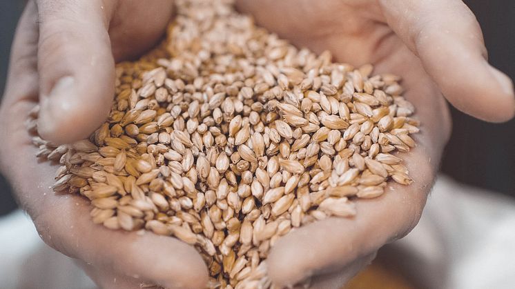 Finns det foder till insekterna vi vill föda upp? – En kartläggning av restprodukter visar resultat i Sverige och Norge