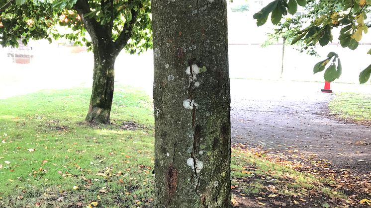 Denna hästkastanj är ett av träden i Norre katts park som tyvärr måste fällas efter att ha drabbats av Phytophthora.