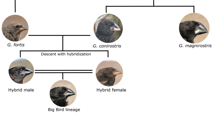 Evolution of the Big Bird lineage
