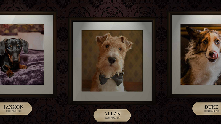 Nu startar Sveriges största digitala hundtävling Dog of Pigalle!