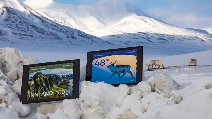 HISTORIC STAMPS: Posten's new stamps are historic. Here the new stamps are pictured along with the Svalbard reindeers, outside Longyearbyen. Foto: Tore Hole Oksnes