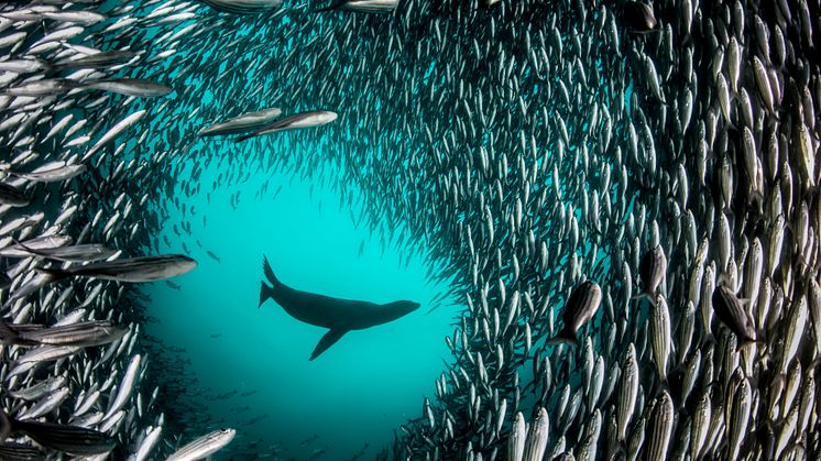 1.3.P.9 Pristine Seas National Geographic cr Enric Sala_2676504