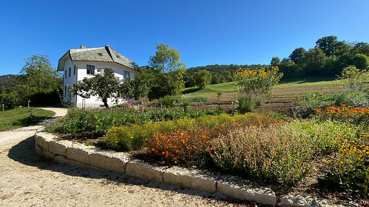 Goetheanum-Gartenpark: Neuer Standort für die Themengärten ‹Färberpflanzen› und ‹Schnittblumen› (Foto: Sebastian Jüngel)