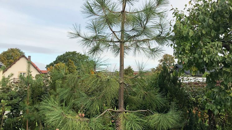 Gultallen (pinus ponderosa) som ska flyttas till Öresundsparken.