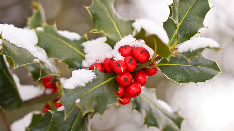 COMMENT: The holly and the ivy: how pagan practices found their way into Christmas