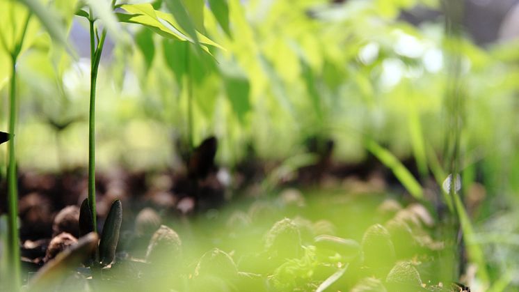 Indtil videre er der blevet plantet flere end 7,5 millioner i Panama, og 15 truede arter er vendt tilbage til skoven