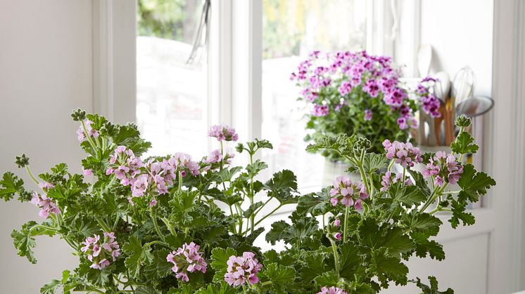 Doftpelargoner har ett extraordinärt värde i såväl växtsätt som arom. De har dekorativa blad och blommorna är diskreta på ett tilltalande sätt. Foto: Blomsterfrämjandet/Pelargonium for Europe