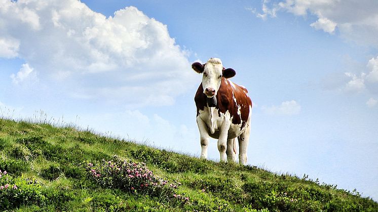 Inbjudan: Eko från jord till bord 31/3
