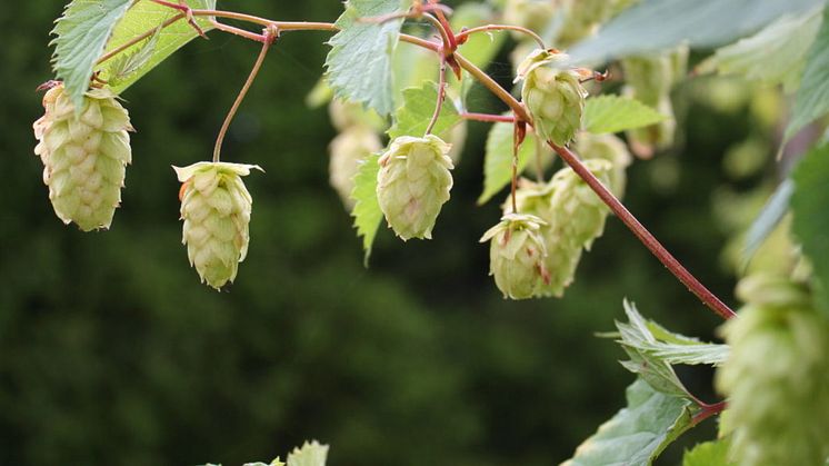 Foto: Nordgen. På bild: Hops