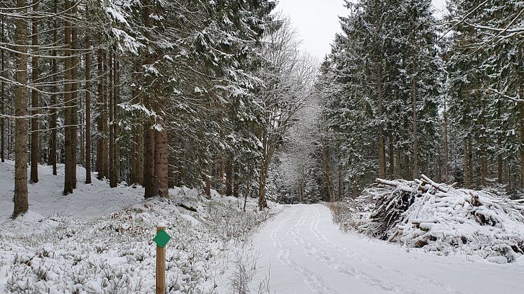 Vinter i Härskogen